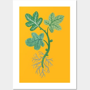 Fig Tree Cutting Posters and Art